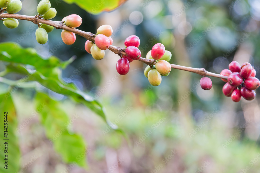 Arabicas Coffee bean on Coffee tree at Doi Chaang in Thailand, Coffee bean Single origin words class specialty.vintage nature background, Arabicas Coffee bean on Coffee tree at Doi Chaang in Thailand, Coffee bean Single origin words class specialty.vintage nature background,
