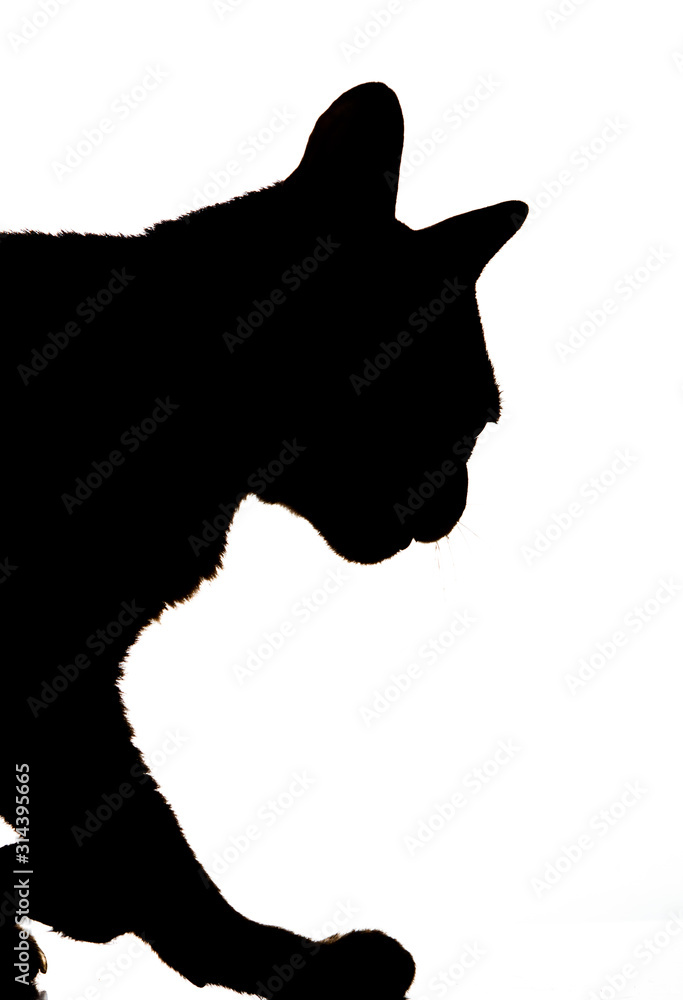 Real cat silhouette black and white Real cat silhouette black and white