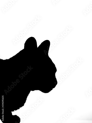 Real cat silhouette black and white © duyviet