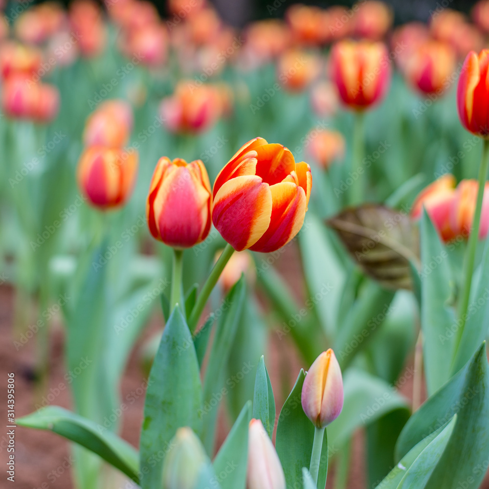 Beautiful bouquet tulips in spring at the garden,Nature background. Beautiful bouquet tulips in spring at the garden,Nature background.