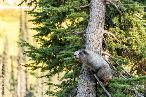 wild marmot in tree