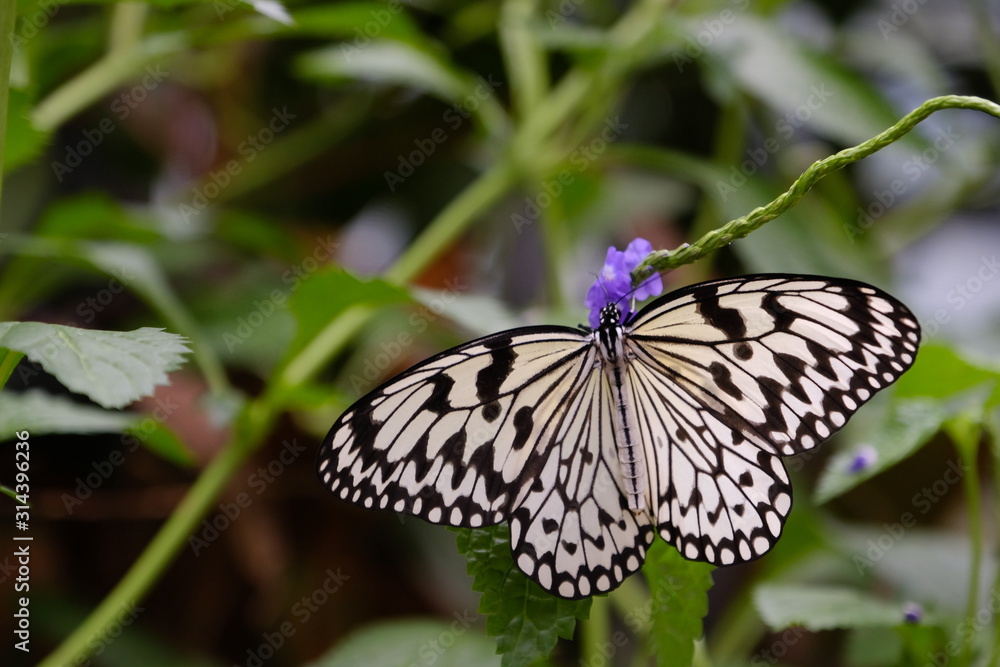 Obraz premium オオゴマダラ