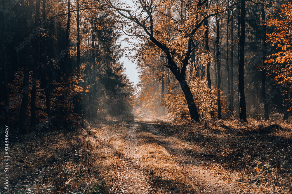 Fototapeta premium Heavy morning fog on pathway inside Lüneburg Heide Forests woodland in Germany