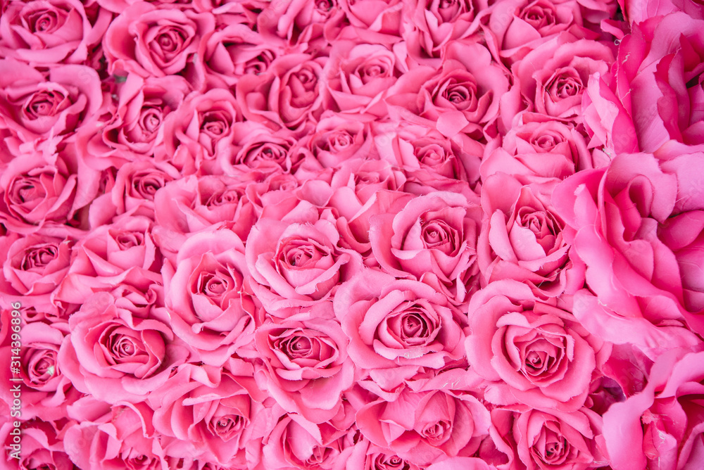 pink rose background pink rose background