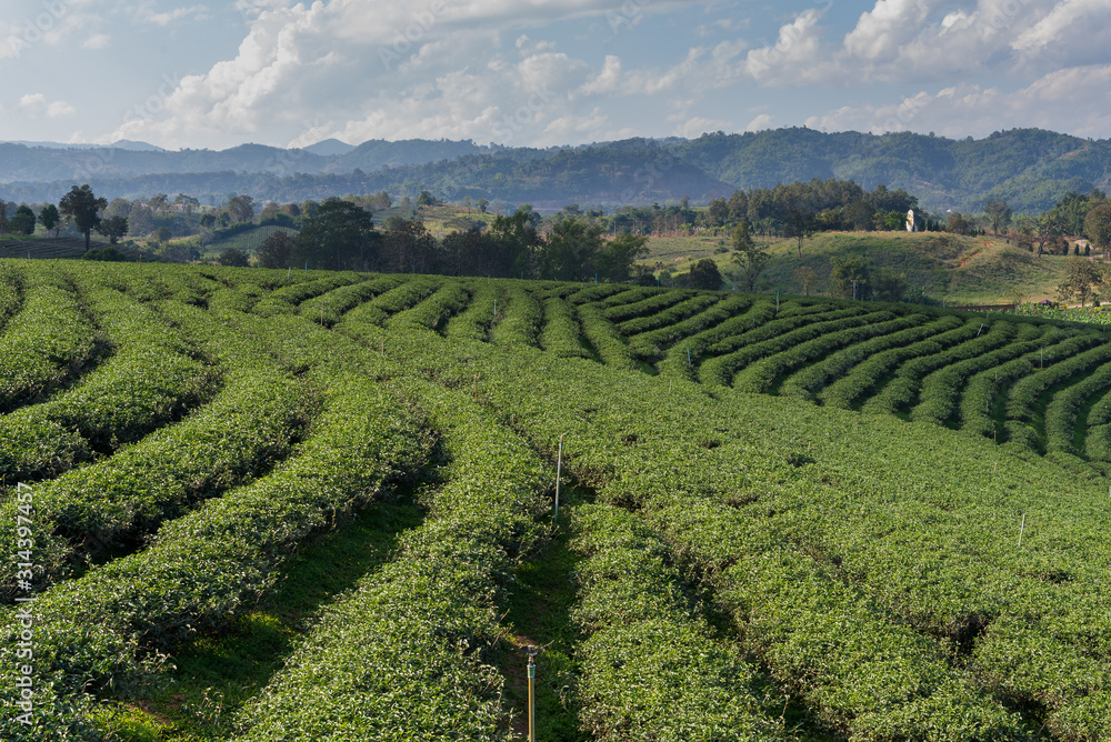  Green tea plantation with the blue sky