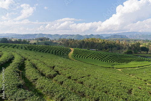  Green tea plantation with the blue sky