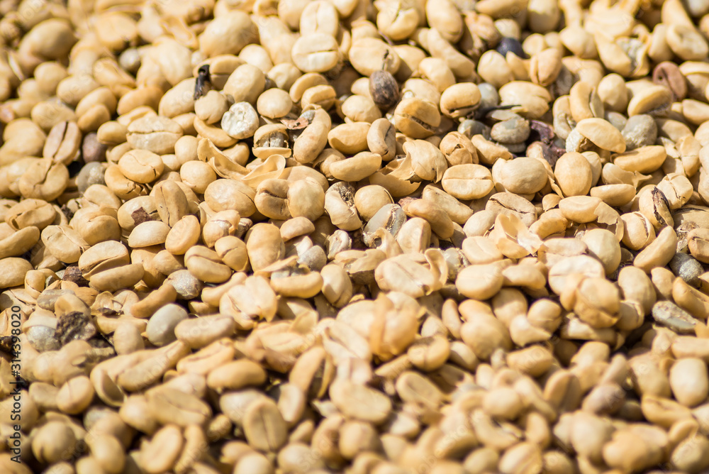 Arabicas Coffee bean dry texture background. Arabicas Coffee bean dry texture background.