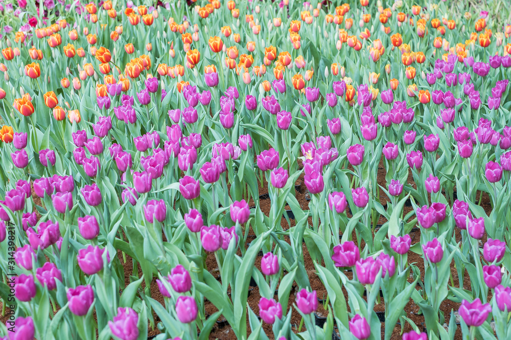 field of pink tulips field of pink tulips