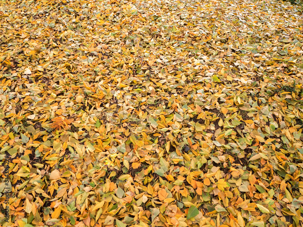 background of their autumn fallen triangular yellow leaves background of their autumn fallen triangular yellow leaves