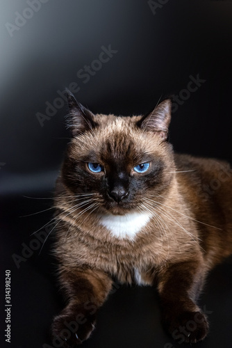 Billede på lærred Siamese cat looks catlike contemptuous look on a black background