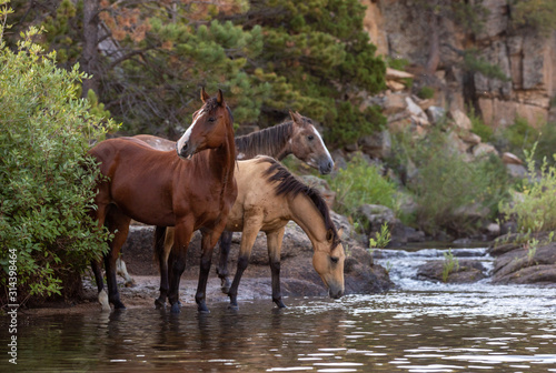 Water Crossing 