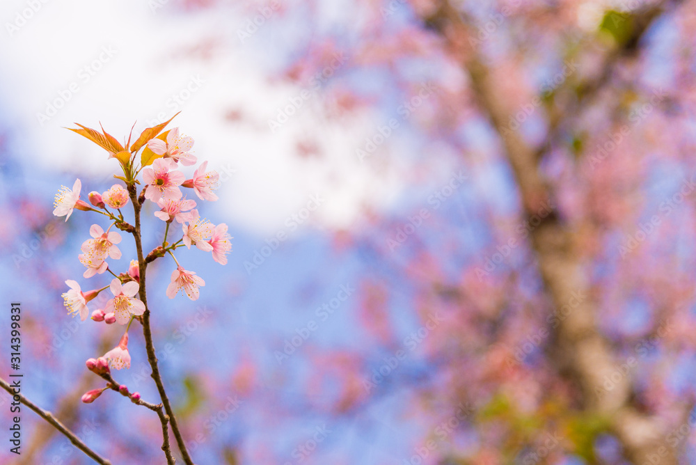 Beautiful cherry blossom.Nature concept background.