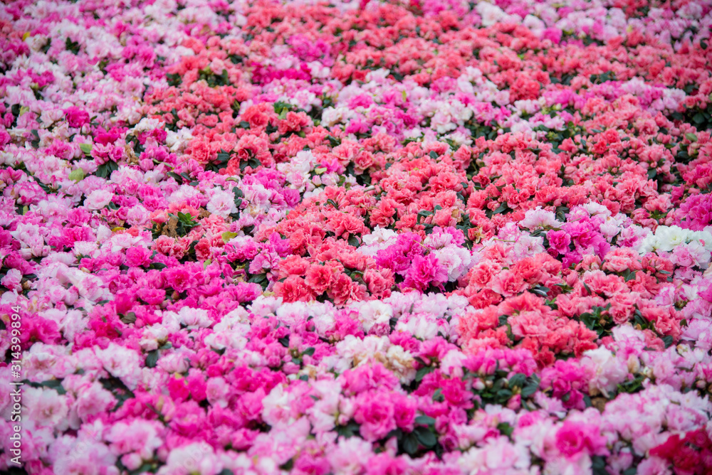 background of flowers background of flowers