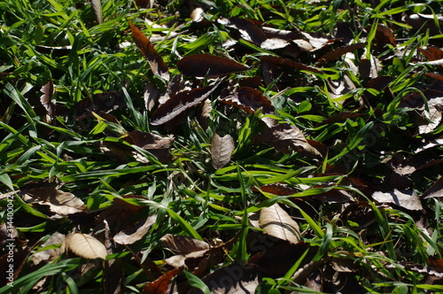 草の上の落ち葉