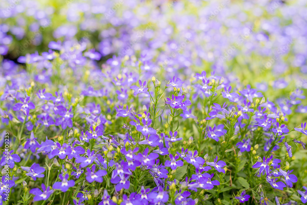 field of purple flowers in the garden field of purple flowers in the garden