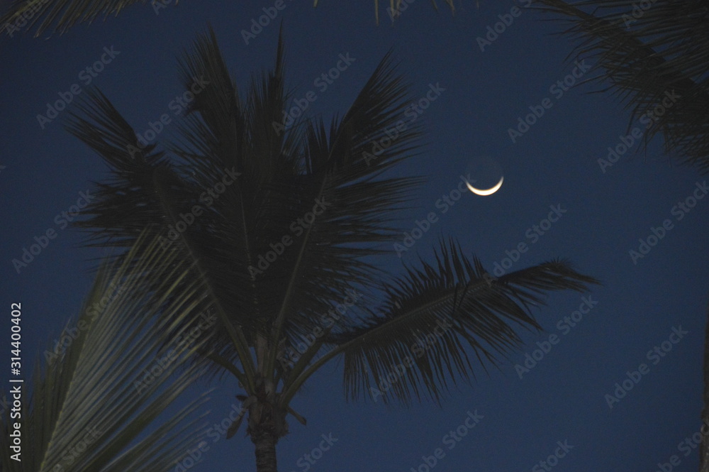 Punta Cana night sky with palm tree and moon