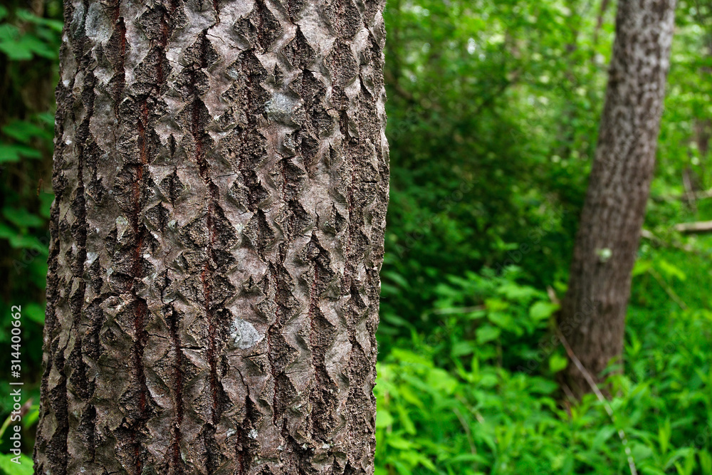 Bark of the poplar tree from river flood forest