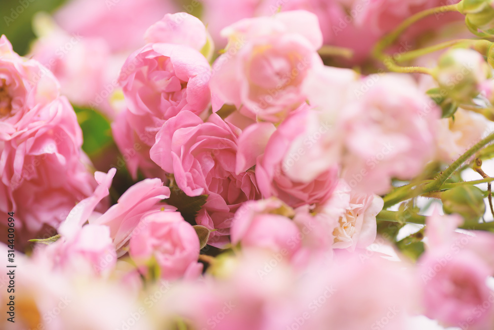 Beautiful pink roses flower blossom for background Beautiful pink roses flower blossom for background