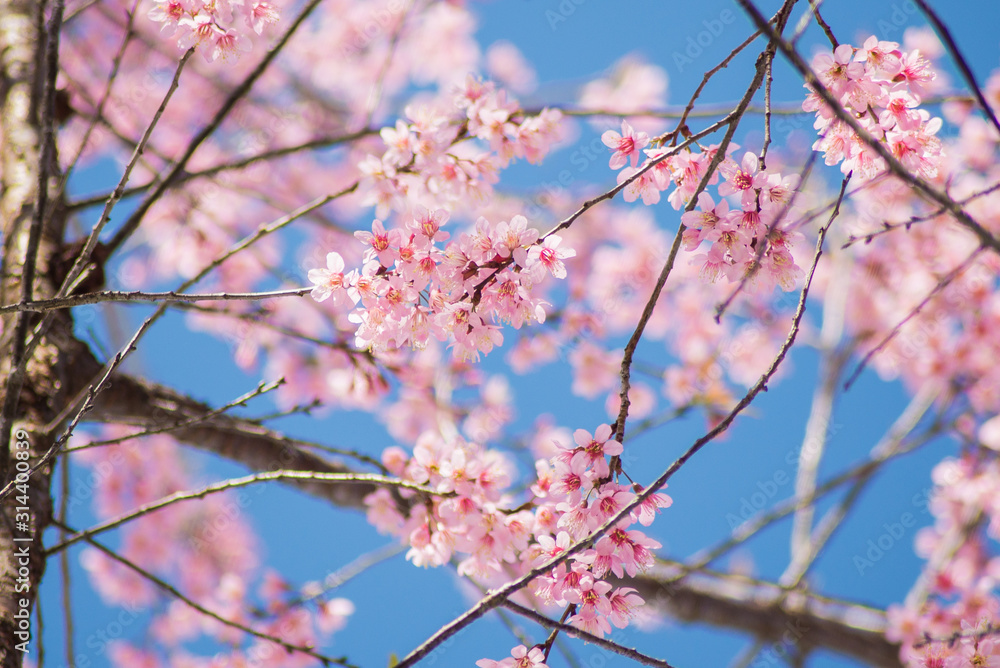 cherry tree blossom in spring season with blue sky cherry tree blossom in spring season with blue sky