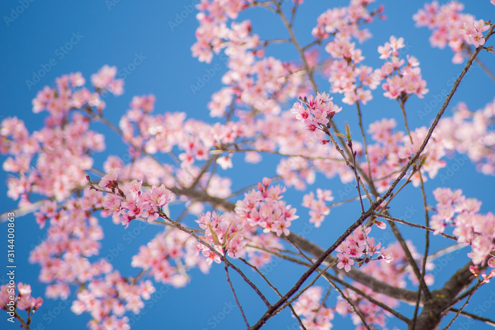 cherry tree blossom in spring season with blue sky