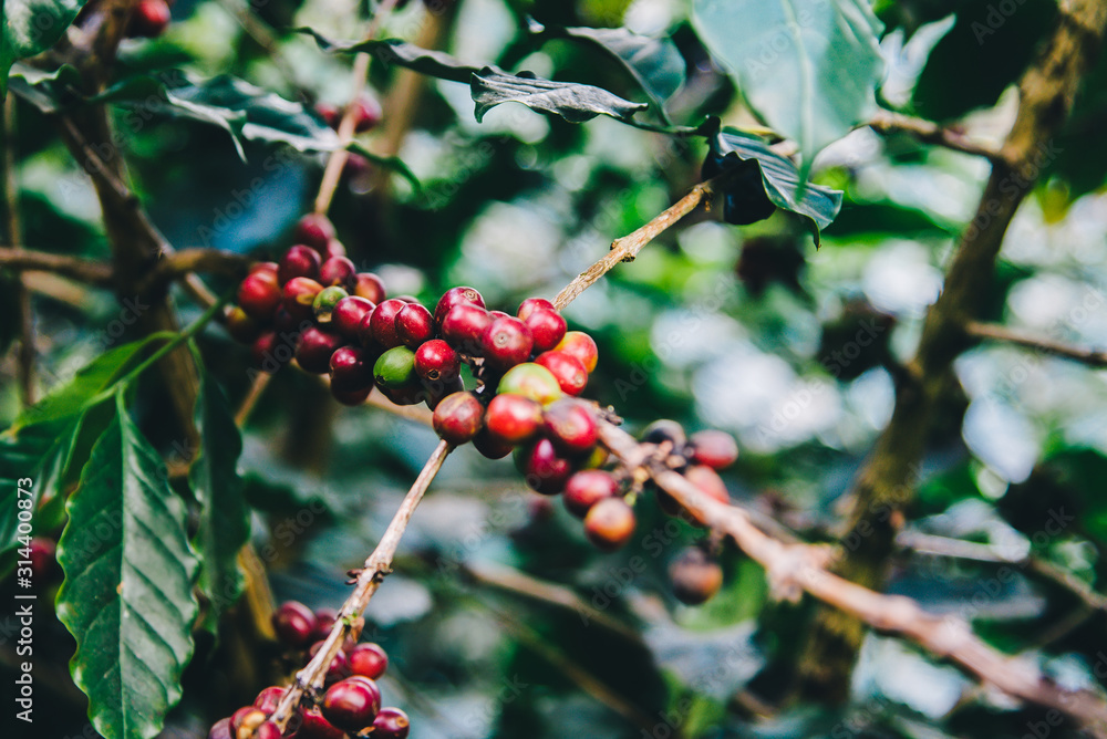 Arabicas Coffee Tree on Coffee tree at Doi Chaang in Thailand, Coffee bean Single origin words class specialty.vintage nature background, Arabicas Coffee Tree on Coffee tree at Doi Chaang in Thailand, Coffee bean Single origin words class specialty.vintage nature background,