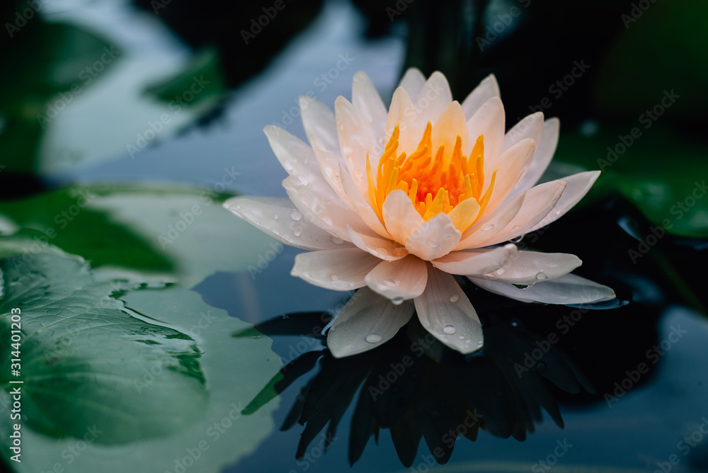 Beautiful Lotus flower in pond