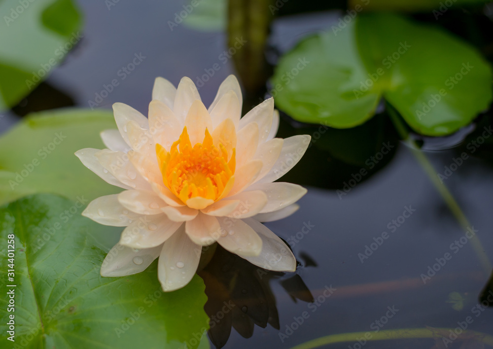 Beautiful Lotus flower in pond Beautiful Lotus flower in pond