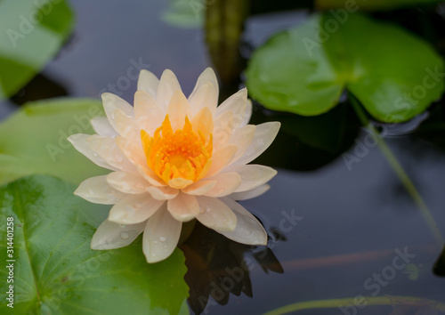 Fototapeta Naklejka Na Ścianę i Meble -  Beautiful Lotus flower in pond