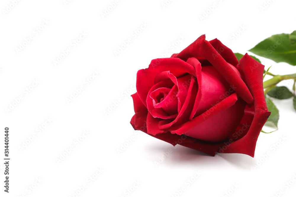red rose isolated on white background red rose isolated on white background
