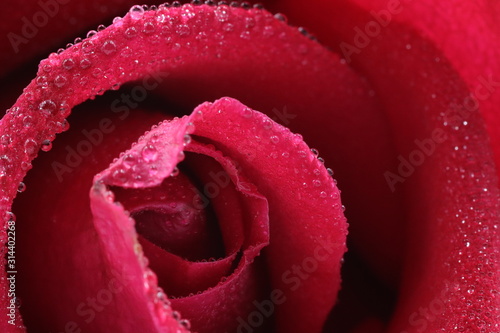 close up red rose with water drops on soft lens