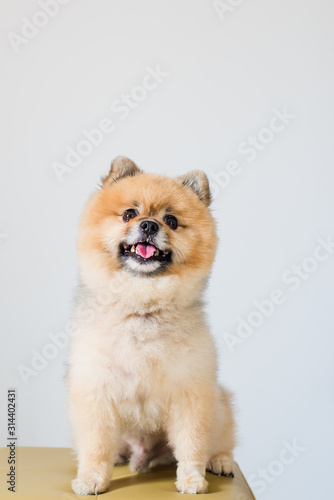 pomeranian dog isolated on white background