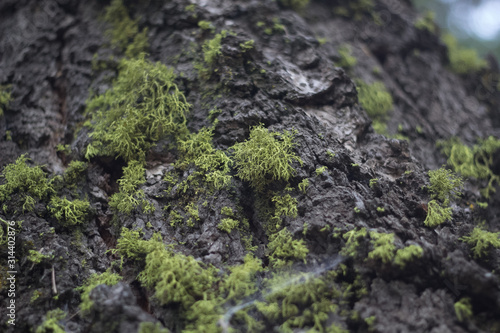 close up of moss  © Laura