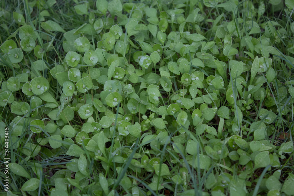 close up of leaves and grass close up of leaves and grass