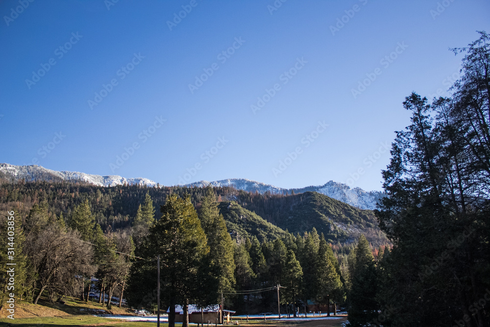 forest in winter