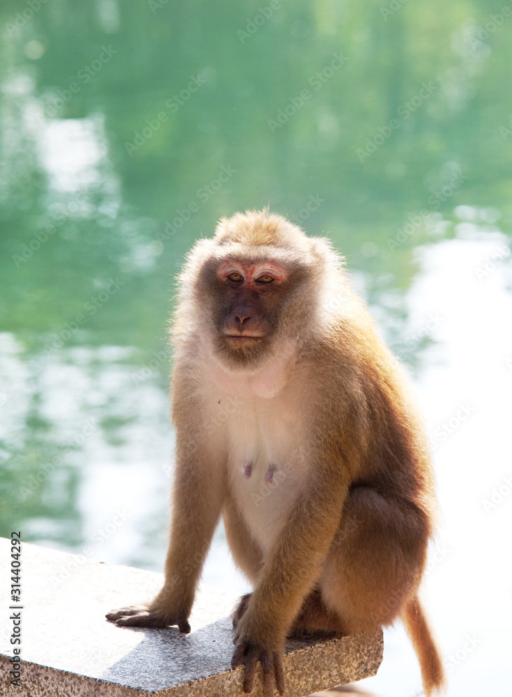 Naklejka premium Monkey