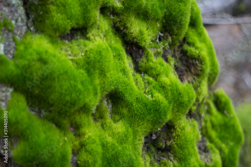 moss on rocks