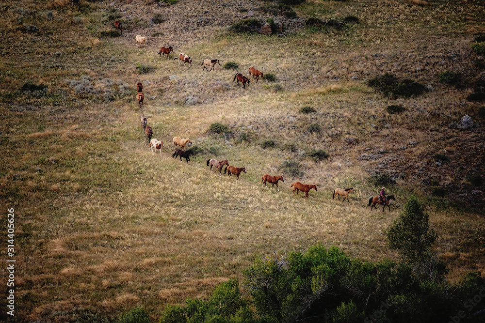 Ranch Horses Ranch Horses