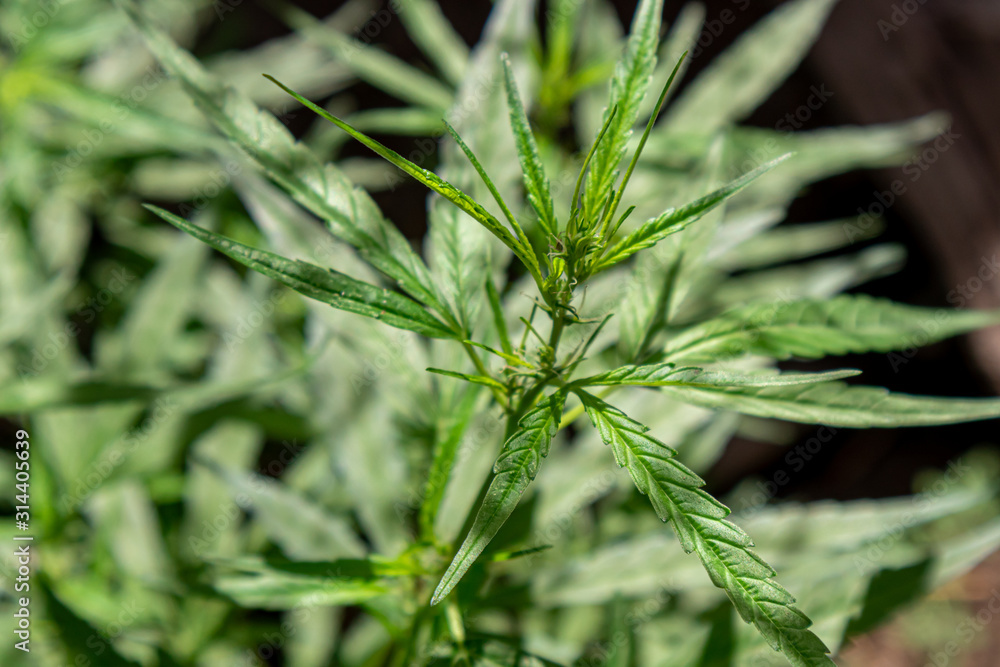 Close up Cultivation of Marijuana tree. Close up Cultivation of Marijuana tree.