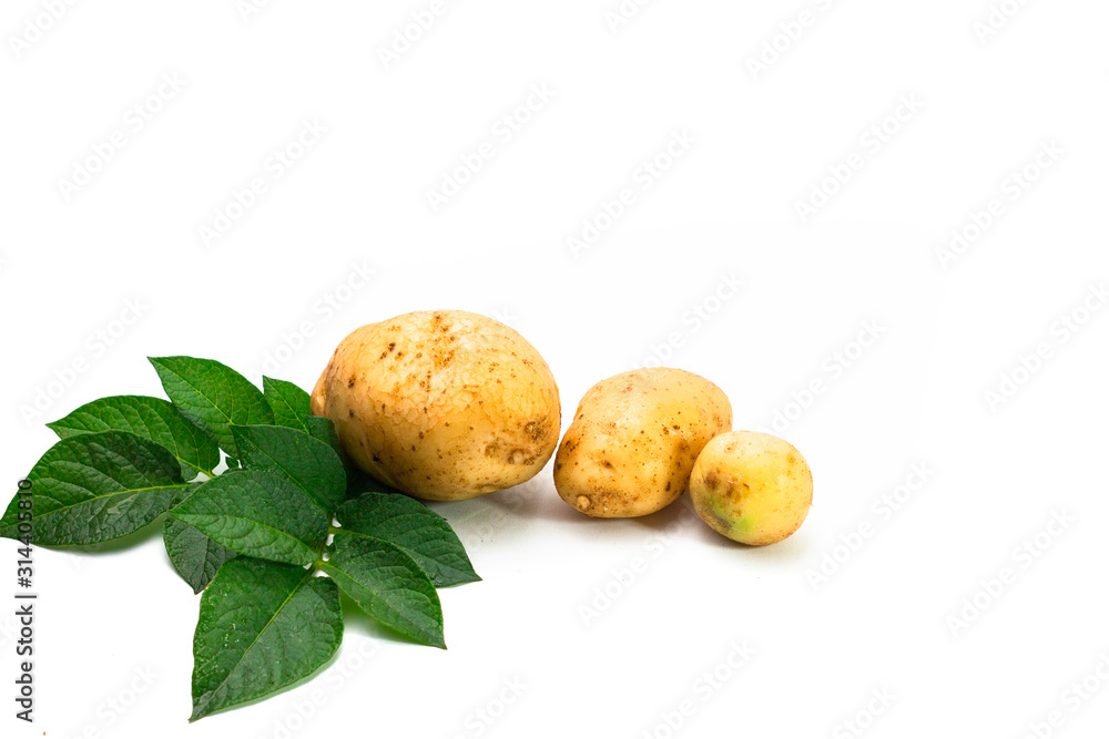 potato with leaf isolated on white potato with leaf isolated on white