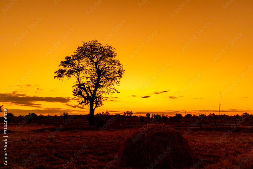Silhouette of trees and golden yellow light of the sun setting during a beautiful sunset