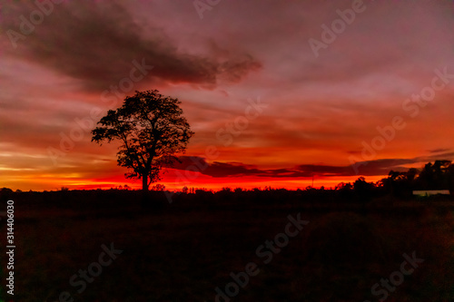 Silhouette of trees and red light of the sun setting during a beautiful sunset © K-MookPan