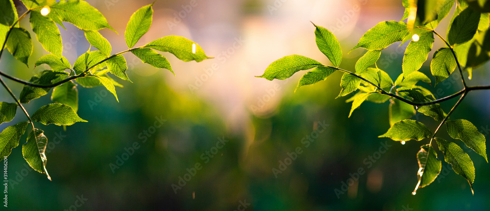 fresh green leaves in spring and bokeh background fresh green leaves in spring and bokeh background