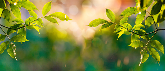 fresh green leaves in spring and bokeh background