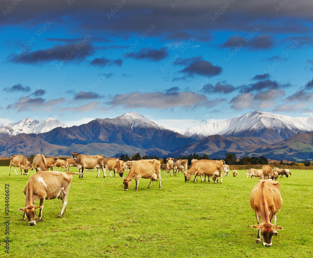 Naklejka premium New Zealand landscape