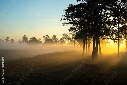 The morning mist and sunlight penetrating between the trees is a magnificent dimension.