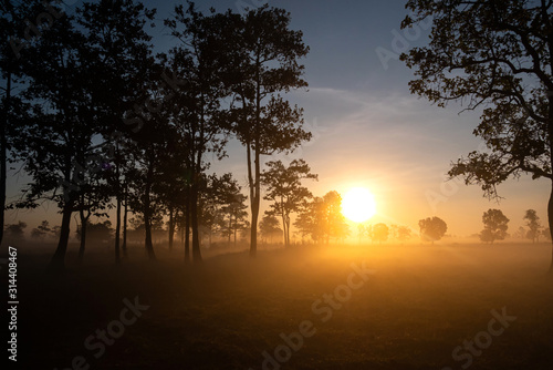 Fotografía The morning mist and sunlight penetrating between the trees is a magnificent dimension