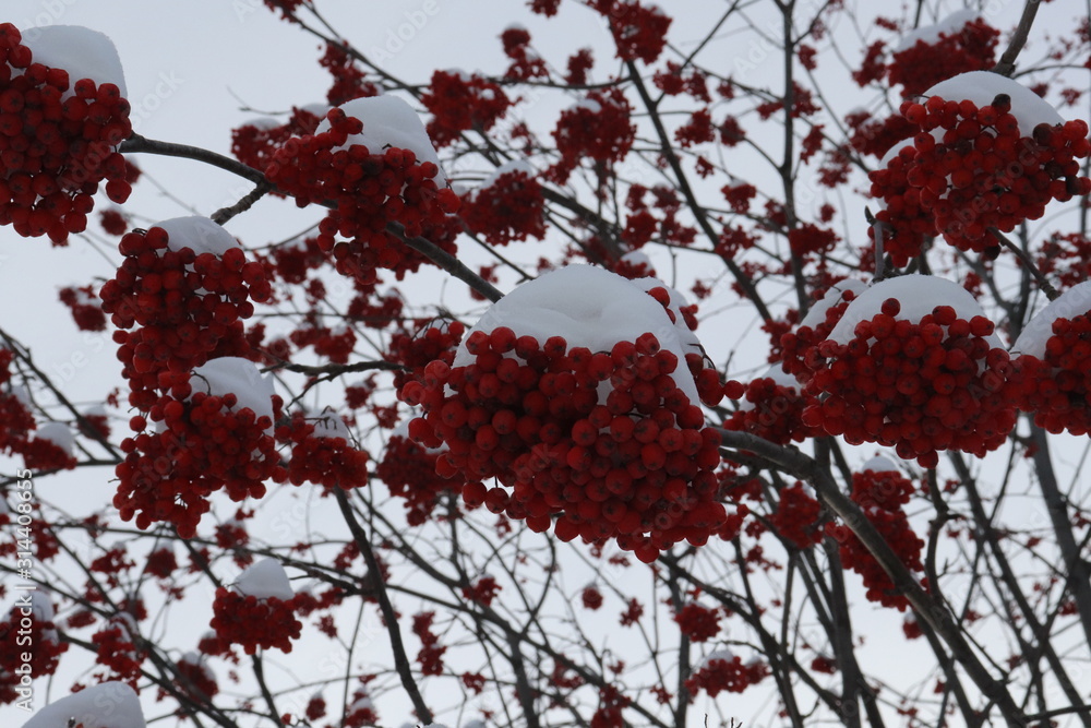 Red Rowan winter frosty morning, close-up view from below Red Rowan winter frosty morning, close-up view from below