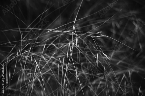 Very long and thin escapes of a cereal with single seeds in an air chaotic interlacing.In total in gray tones.