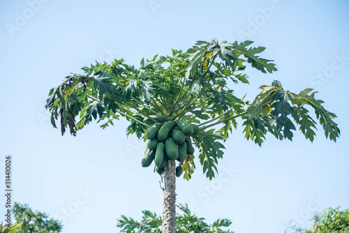 papaya tree on sky background