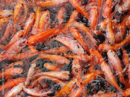 shrimp in market